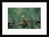 Mantis religiosa (praying mantis) - feeding on a grasshopper by Anonymous