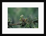 Mantis religiosa (praying mantis) - feeding on a grasshopper by Anonymous