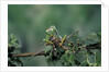 Mantis religiosa (praying mantis) - feeding on a grasshopper by Anonymous
