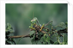 Mantis religiosa (praying mantis) - feeding on a grasshopper by Anonymous