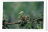 Mantis religiosa (praying mantis) - feeding on a grasshopper by Anonymous