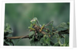 Mantis religiosa (praying mantis) - feeding on a grasshopper by Anonymous