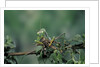 Mantis religiosa (praying mantis) - feeding on a grasshopper by Anonymous