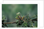 Mantis religiosa (praying mantis) - feeding on a grasshopper by Anonymous