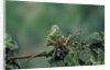 Mantis religiosa (praying mantis) - feeding on a grasshopper by Anonymous