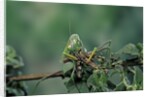 Mantis religiosa (praying mantis) - feeding on a grasshopper by Anonymous