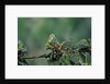 Mantis religiosa (praying mantis) - feeding on a grasshopper by Anonymous