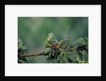 Mantis religiosa (praying mantis) - feeding on a grasshopper by Anonymous