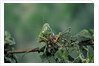Mantis religiosa (praying mantis) - feeding on a grasshopper by Anonymous