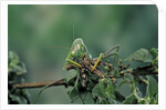 Mantis religiosa (praying mantis) - feeding on a grasshopper by Anonymous