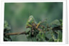 Mantis religiosa (praying mantis) - feeding on a grasshopper by Anonymous