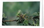 Mantis religiosa (praying mantis) - feeding on a grasshopper by Anonymous