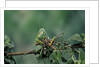 Mantis religiosa (praying mantis) - feeding on a grasshopper by Anonymous