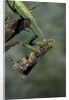 Mantis religiosa (praying mantis) - feeding on a grasshopper by Anonymous