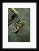 Mantis religiosa (praying mantis) - feeding on a grasshopper by Anonymous