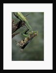 Mantis religiosa (praying mantis) - feeding on a grasshopper by Anonymous