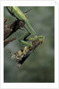 Mantis religiosa (praying mantis) - feeding on a grasshopper by Anonymous