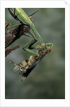 Mantis religiosa (praying mantis) - feeding on a grasshopper by Anonymous