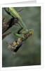 Mantis religiosa (praying mantis) - feeding on a grasshopper by Anonymous
