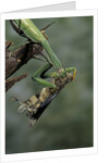 Mantis religiosa (praying mantis) - feeding on a grasshopper by Anonymous