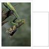 Mantis religiosa (praying mantis) - feeding on a grasshopper by Anonymous