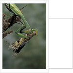 Mantis religiosa (praying mantis) - feeding on a grasshopper by Anonymous