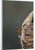 Mantis religiosa (praying mantis) - hatching by Anonymous