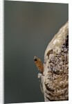 Mantis religiosa (praying mantis) - hatching by Anonymous