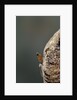 Mantis religiosa (praying mantis) - hatching by Anonymous