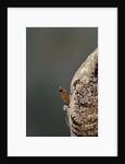 Mantis religiosa (praying mantis) - hatching by Anonymous