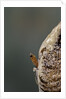 Mantis religiosa (praying mantis) - hatching by Anonymous