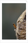 Mantis religiosa (praying mantis) - hatching by Anonymous