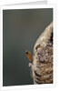 Mantis religiosa (praying mantis) - hatching by Anonymous