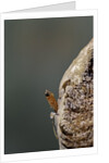 Mantis religiosa (praying mantis) - hatching by Anonymous