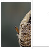 Mantis religiosa (praying mantis) - hatching by Anonymous