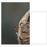 Mantis religiosa (praying mantis) - hatching by Anonymous