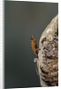 Mantis religiosa (praying mantis) - hatching by Anonymous
