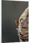 Mantis religiosa (praying mantis) - hatching by Anonymous
