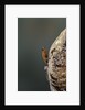 Mantis religiosa (praying mantis) - hatching by Anonymous