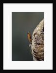 Mantis religiosa (praying mantis) - hatching by Anonymous