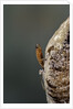 Mantis religiosa (praying mantis) - hatching by Anonymous