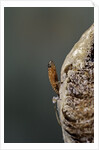 Mantis religiosa (praying mantis) - hatching by Anonymous