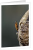 Mantis religiosa (praying mantis) - hatching by Anonymous