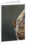 Mantis religiosa (praying mantis) - hatching by Anonymous