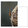 Mantis religiosa (praying mantis) - hatching by Anonymous