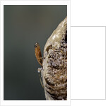 Mantis religiosa (praying mantis) - hatching by Anonymous