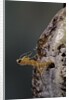 Mantis religiosa (praying mantis) - hatching by Anonymous