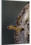 Mantis religiosa (praying mantis) - hatching by Anonymous