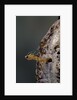 Mantis religiosa (praying mantis) - hatching by Anonymous