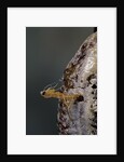 Mantis religiosa (praying mantis) - hatching by Anonymous